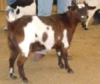 Bells Goats Rosie